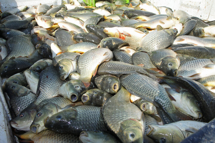 mahi