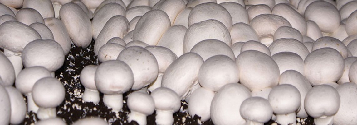 mashroom